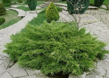 Juniperus media Pfitzeriana Compacta / Terülő boróka