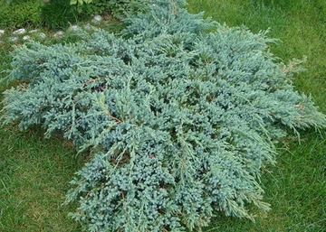 Juniperus squamata Blue Carpet / Kék kúszó boróka