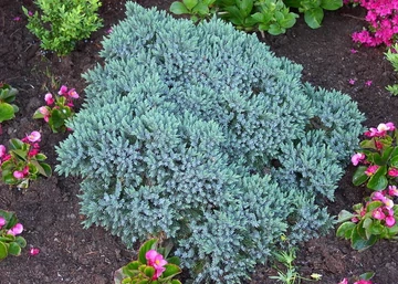 Juniperus squamata Blue Star / Kék törpe boróka