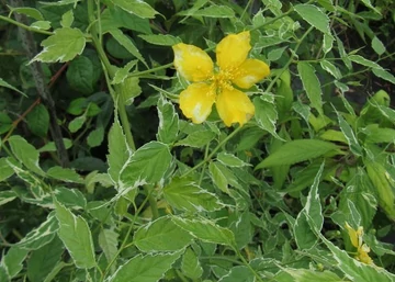 Kerria japonica Picta / Fehértarka levelű boglárkacserje