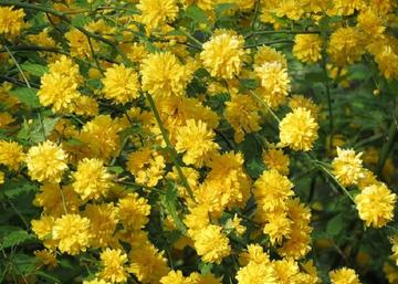 Kerria japonica pleniflora / Teltvirágú Boglárkacserje