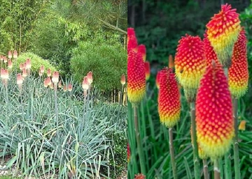 Kniphofia caulescens / Fáklyaliliom