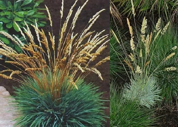 Koeleria glauca Coolio / Deres fényperje