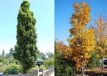 Koelreuteria paniculata Fastigiata / Oszlopos csörgőfa