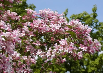 Kolkwitzia amabilis Pink Cloud / Viráglonc rózsaszín