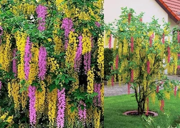 Laburnocytisus adamii / Kétszínű aranyeső