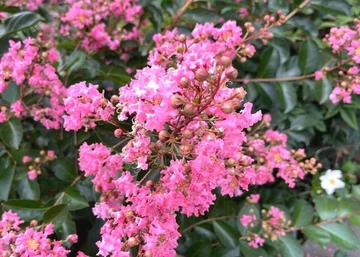 Lagerstroemia indica Rhapsody in Pink / Kínai selyemmirtusz rózsaszín