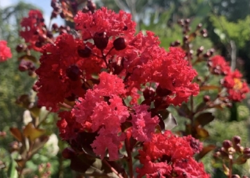 Lagerstroemia Indica Dynamite / Kínai selyemmirtusz piros virágú