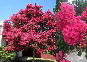 Lagerstroemia indica Tuscorora / Kínai selyemmirtusz sötét rózsaszín