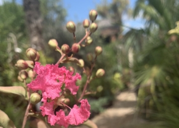 Lagerstroemia indica indian / Kínai selyemmirtusz rózsaszín