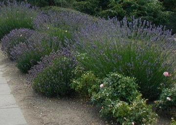 Lavandula angustifolia / Levendula