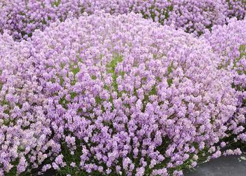 Lavandula angustifolia Pink Perfume / Rózsaszín levendula
