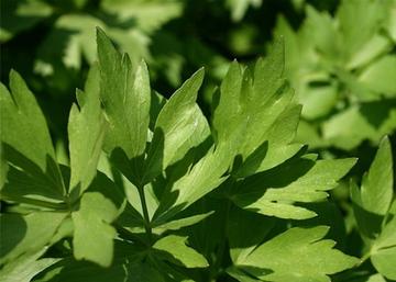 Levisticum officinale / Orvosi lestyán