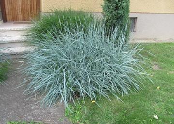 Leymus arenarius / Homoki hajperje