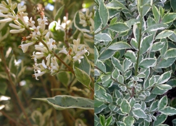 Ligustrum ovalifolium Argenteum / Fehér-tarka levelű fagyal