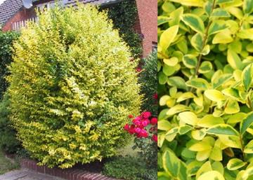 Ligustrum ovalifolium Aureum / Aranytarka levelű télizöld fagyal