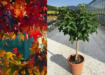 Liquidambar styraciflua Gum ball / Amerikai ámbrafa gömb