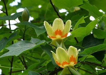 Liriodendron tulipifera / Amerikai tulipánfa