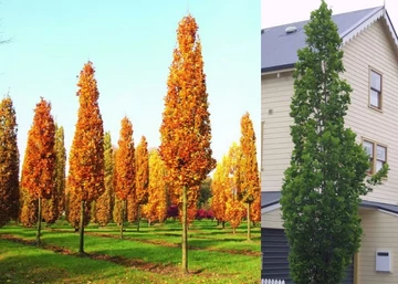 Liriodendron tulipifera Fastigiata / Oszlopos amerikai tulipánfa