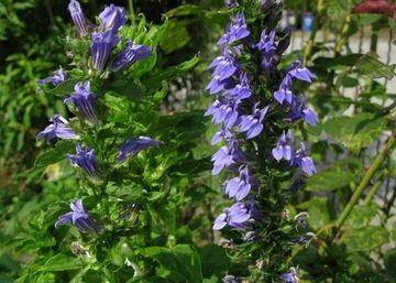 Lobelia speciosa Blue / Pompás Lobélia kék virágú