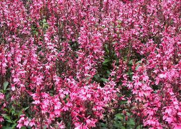 Lobelia speciosa salmon / Pompás Lobélia rózsaszín virágú