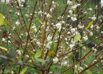 Lonicera fragrantissima / Illatos lonc, téli lonc