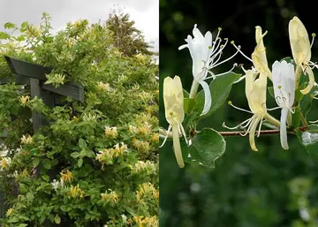 Lonicera japonica halliana / Örökzöld japán futólonc