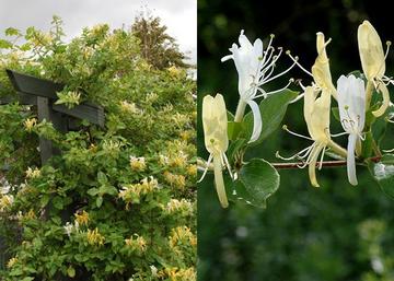 Lonicera japonica halliana / Örökzöld japán futólonc