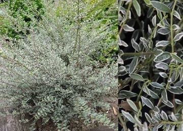 Lonicera nitida Silver Beauty / Fehér tarka levelű mirtuszlonc