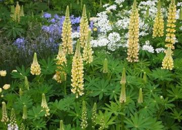 Lupinus Chandelier / Csillagfürt Aranysárga