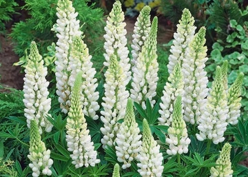 Lupinus Noble Maiden / Csillagfürt Fehér