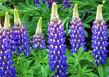 Lupinus The Governor / Csillagfürt Kék-fehér