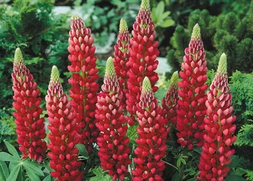Lupinus The Pages / Csillagfürt Kárminpiros
