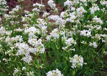 Lychnis viscaria / Balkáni enyvesszegfű