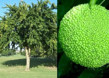 Maclura pomifera / Narancseperfa