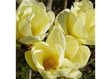 Magnolia Honey Tulip / Méz-sárga virágú liliomfa