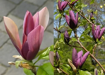 Magnolia Black Beauty / Sötétlila virágú Liliomfa