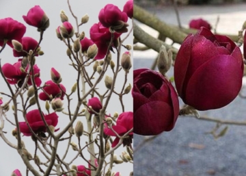 Magnolia Black Tulip / Sötét bordó virágú liliomfa