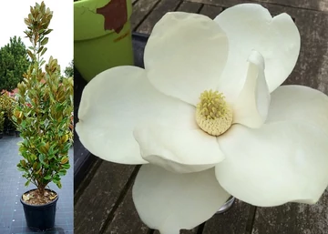 Magnolia grandiflora Francois Treyve / Örökzöld Liliomfa