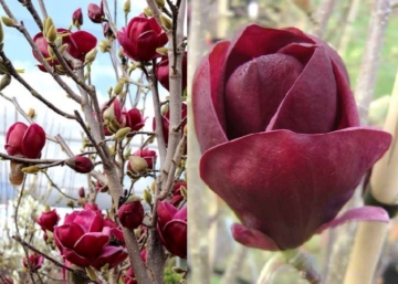 Magnolia Genie / Bíborpiros virágú liliomfa