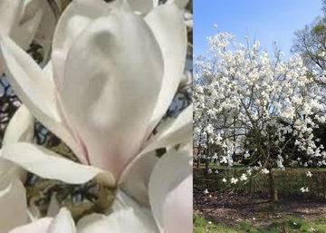 Magnolia Manchu Fan / Fehér virágú Liliomfa