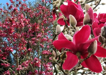 Magnolia Vulcan / Vörös virágú Liliomfa