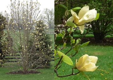 Magnolia Yellow Lantern / Sárga virágú liliomfa