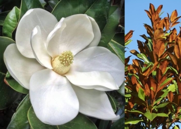 Magnolia grandiflora Ferruginea / Örökzöld Liliomfa