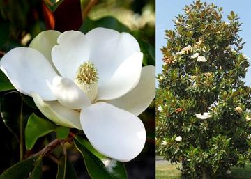 Magnolia grandiflora Little Gem / Örökzöld Liliomfa