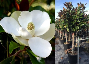 Magnolia grandiflora Little Gem / Örökzöld Liliomfa
