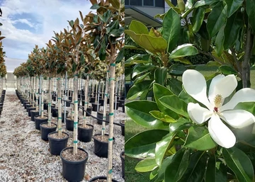 Magnolia grandiflora gallisoniensis / Örökzöld Liliomfa