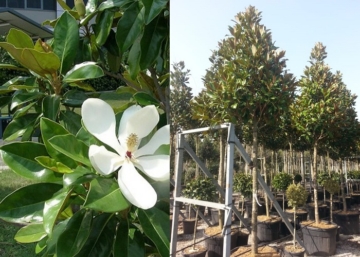 Magnolia grandiflora gallisoniensis / Örökzöld Liliomfa