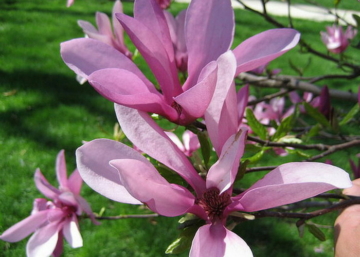 Magnolia hybrid Betty / Bíborrózsaszín liliomfa