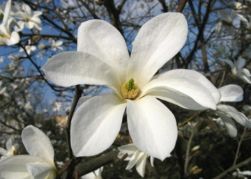 Magnolia loebneri kobus / Fehér liliomfa